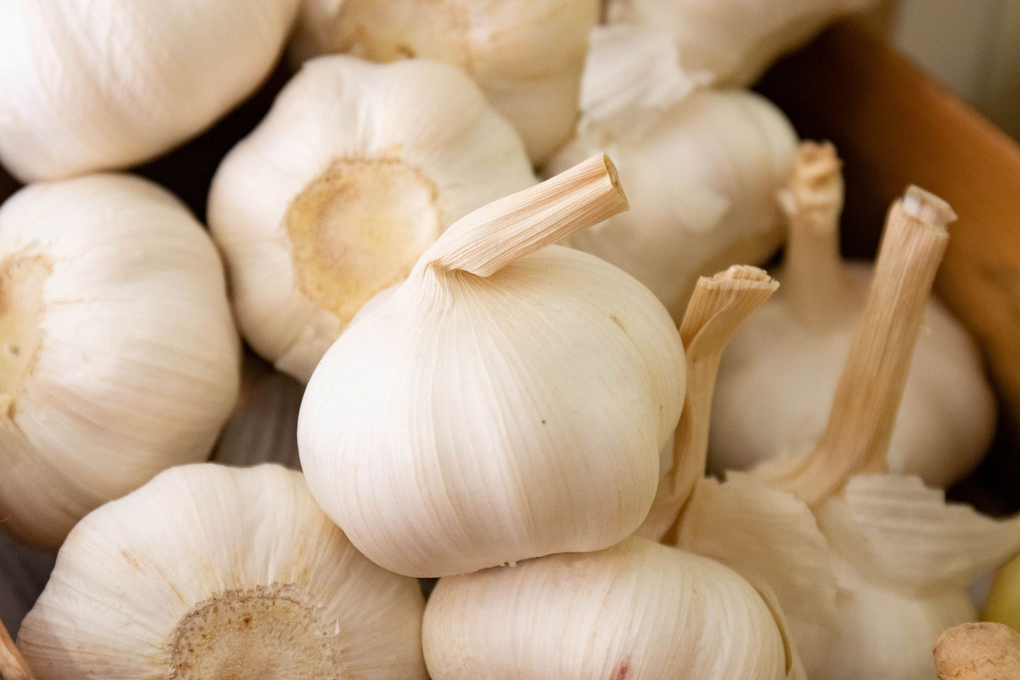 Garlic